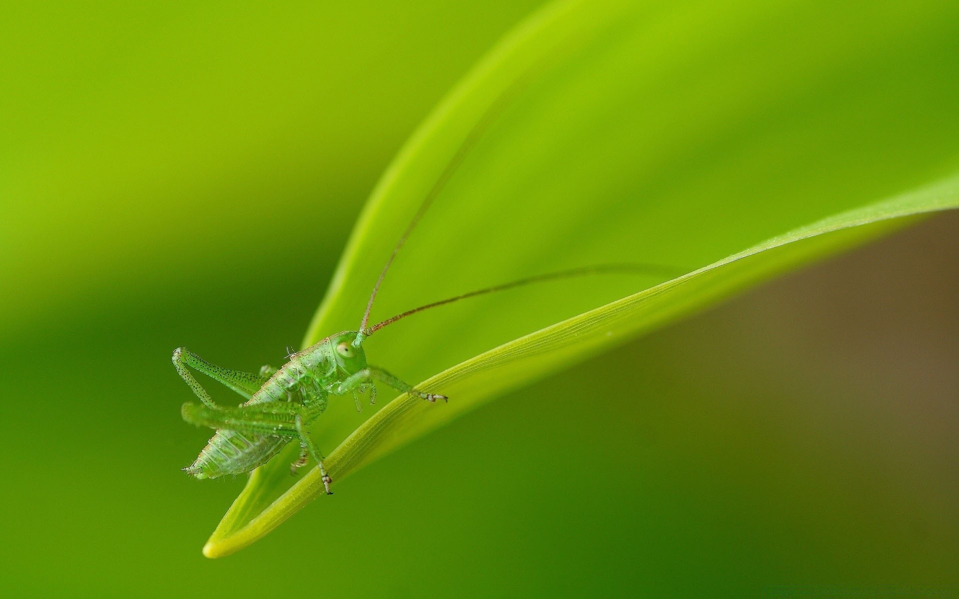 insekten blatt insekt natur tau flora garten regen tropfen heuschrecke schließen medium farbe spinne