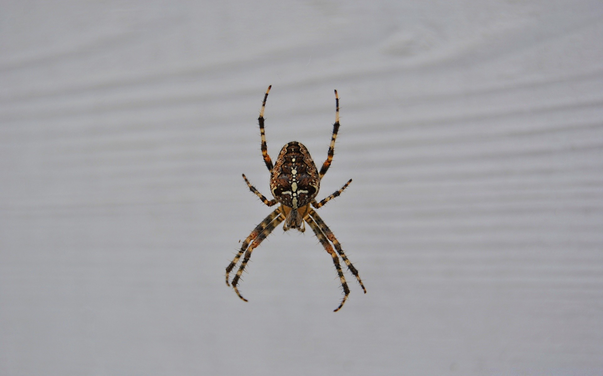 insetos aranha inseto aracnídeo vida selvagem invertebrados natureza ao ar livre animal aranha água