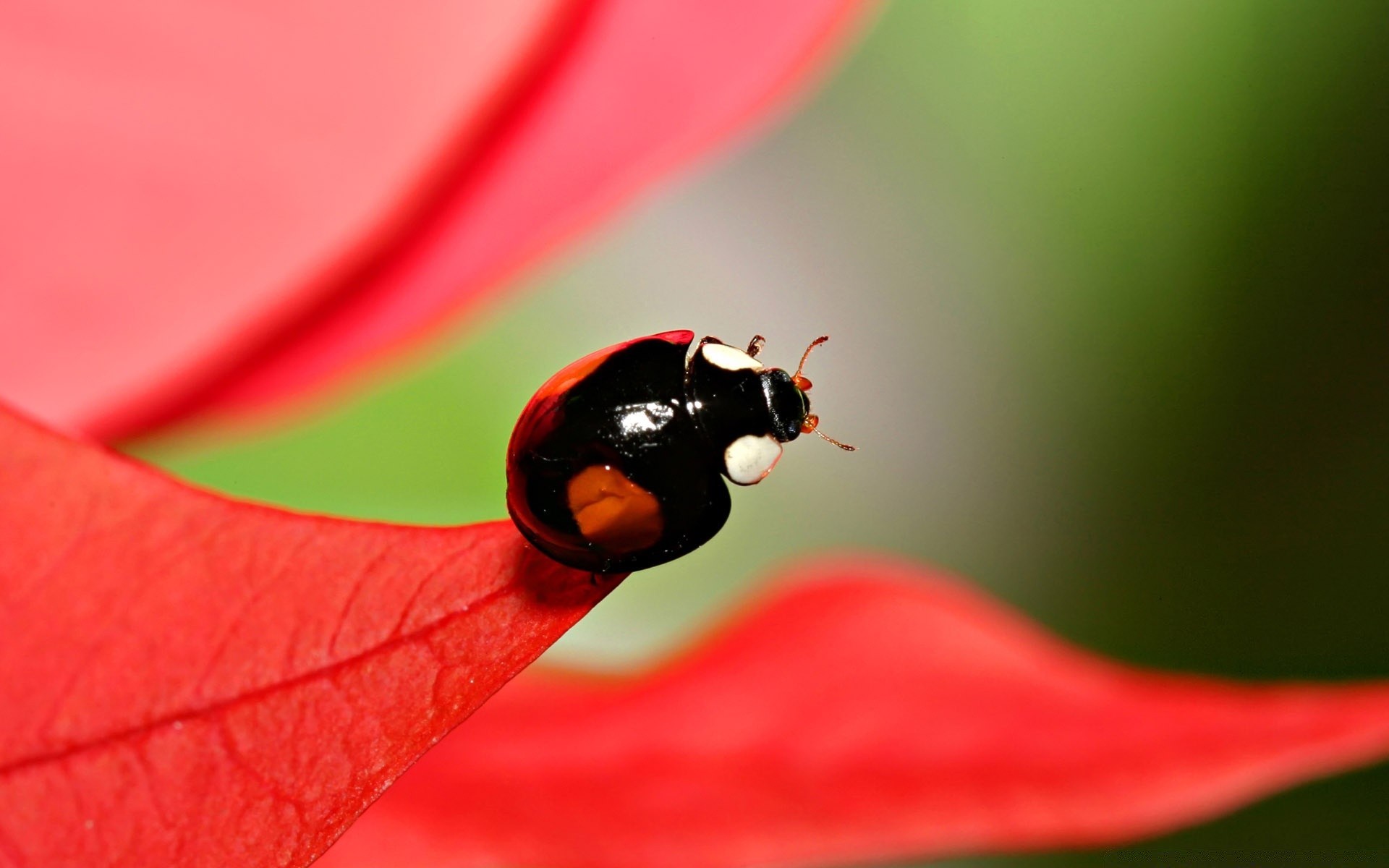 insects nature ladybug leaf insect rain beetle summer outdoors flora bright flower tiny garden color