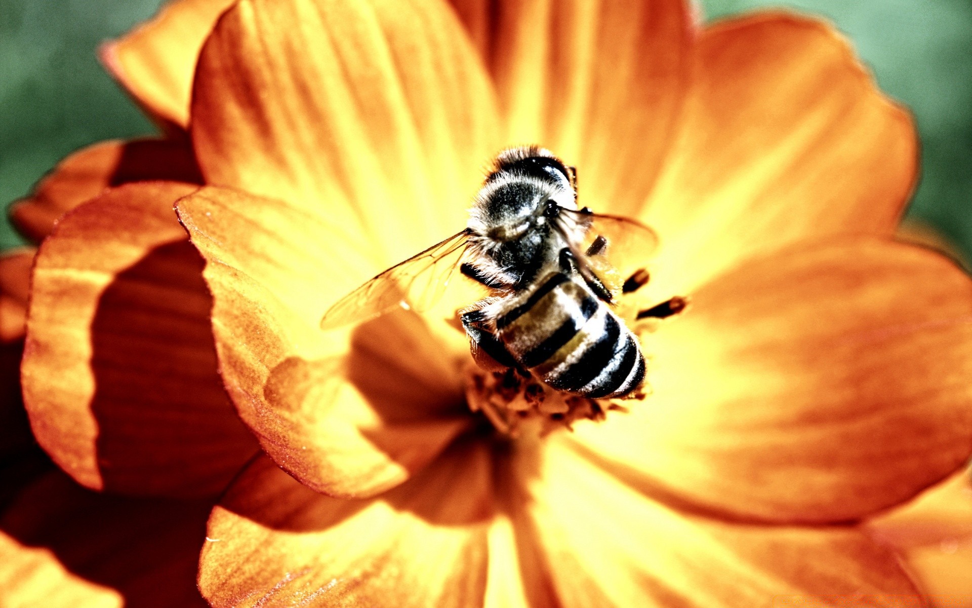 insetos natureza flor pólen verão abelha