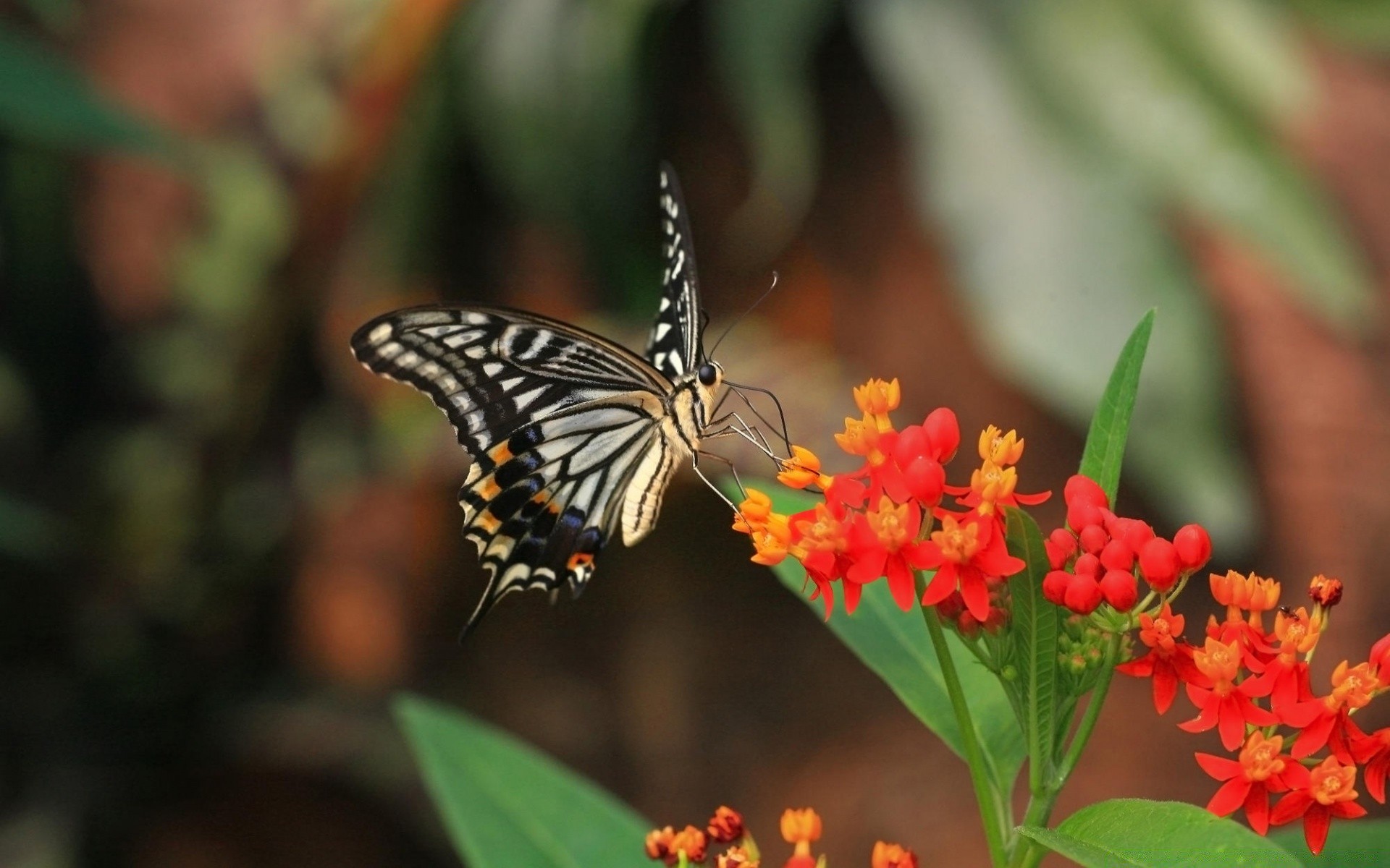 schmetterling insekt natur blume im freien sommer blatt garten flora monarch sanft wirbellose tierwelt hell