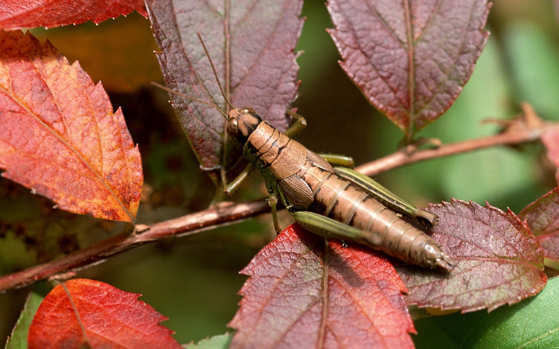 insetti foglia natura autunno flora albero stagione primo piano all aperto colore giardino desktop luminoso ramo parco cambiamento vicino ambiente acero estate