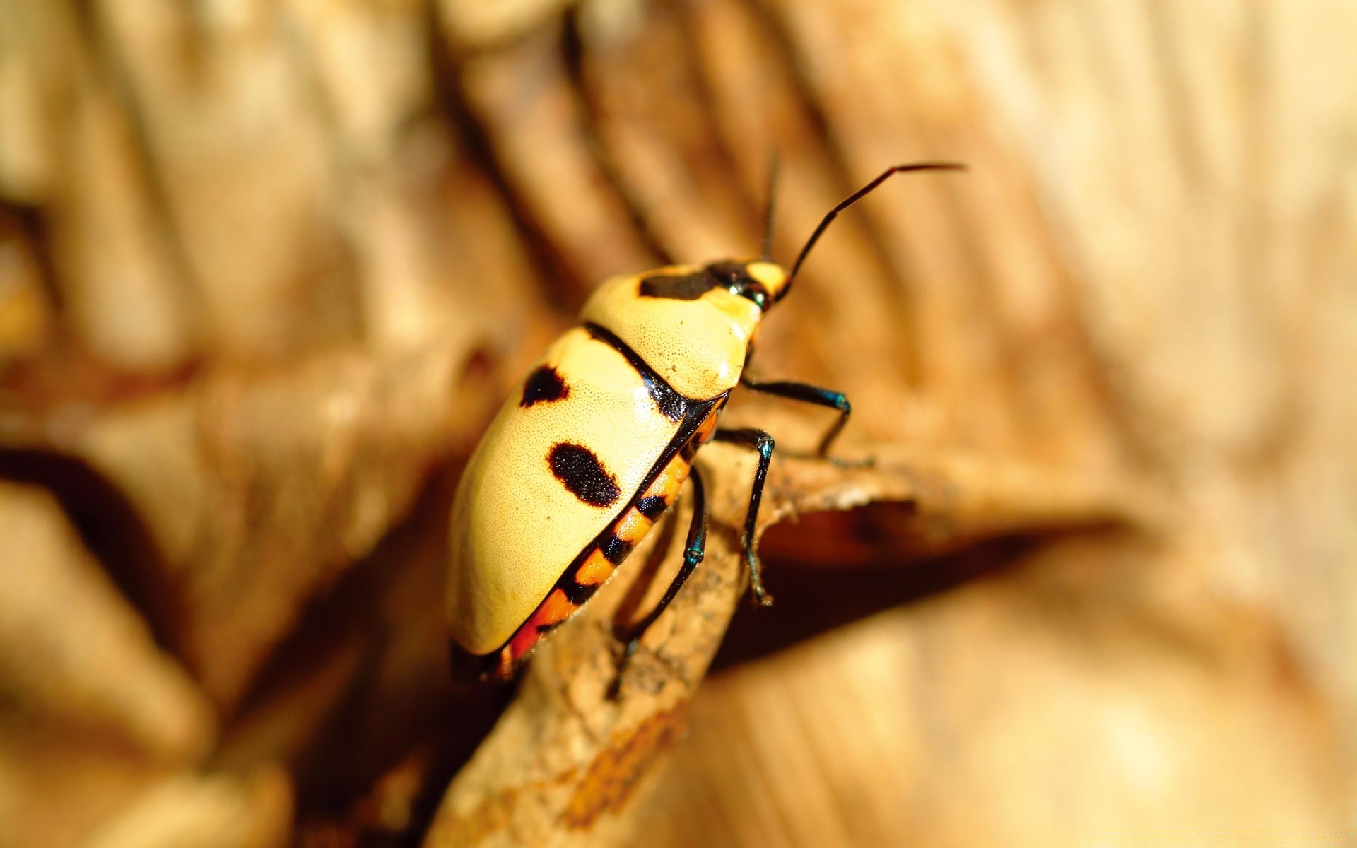 insects insect invertebrate beetle wildlife nature animal biology one outdoors blur