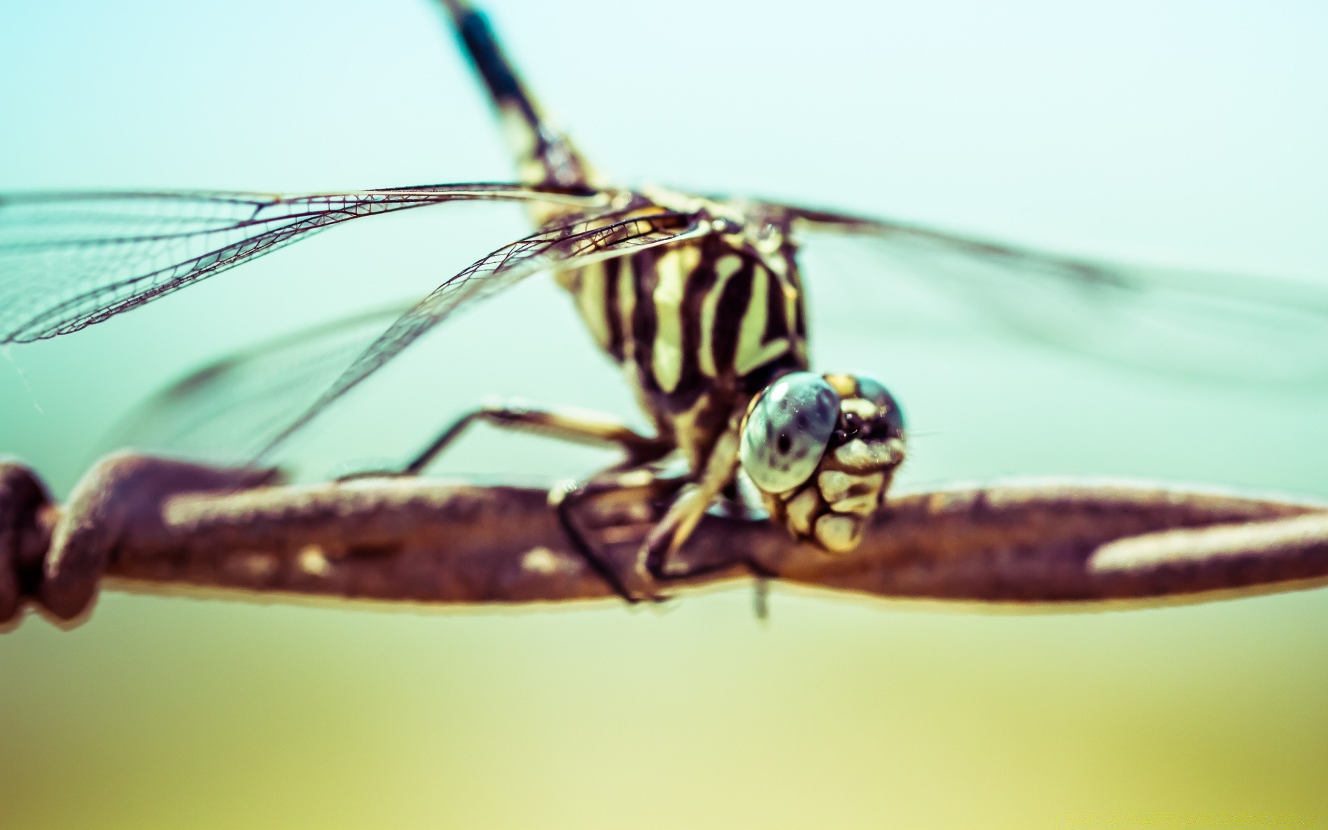 insekten insekt wirbellose libelle fliegen tier tierwelt natur pest biologie flügel schließen garten moskito tageslicht drachen antenne wenig in der nähe