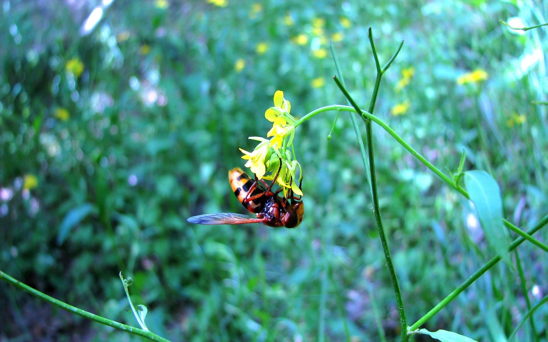 insects nature insect summer flora outdoors leaf grass wild garden flower little bee close-up environment growth