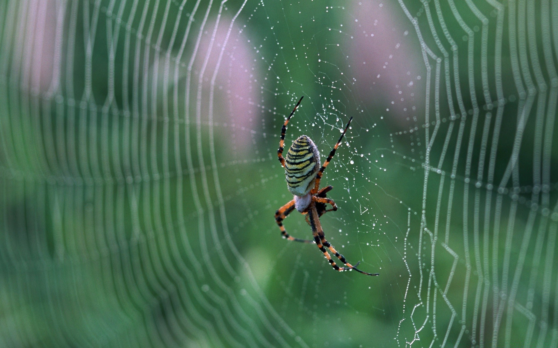 insekten spinne spinnennetz spinnentiere falle web spinnennetz insekt natur gruselig angst desktop tau faden phobie gefahr wirbellose tierwelt beängstigend