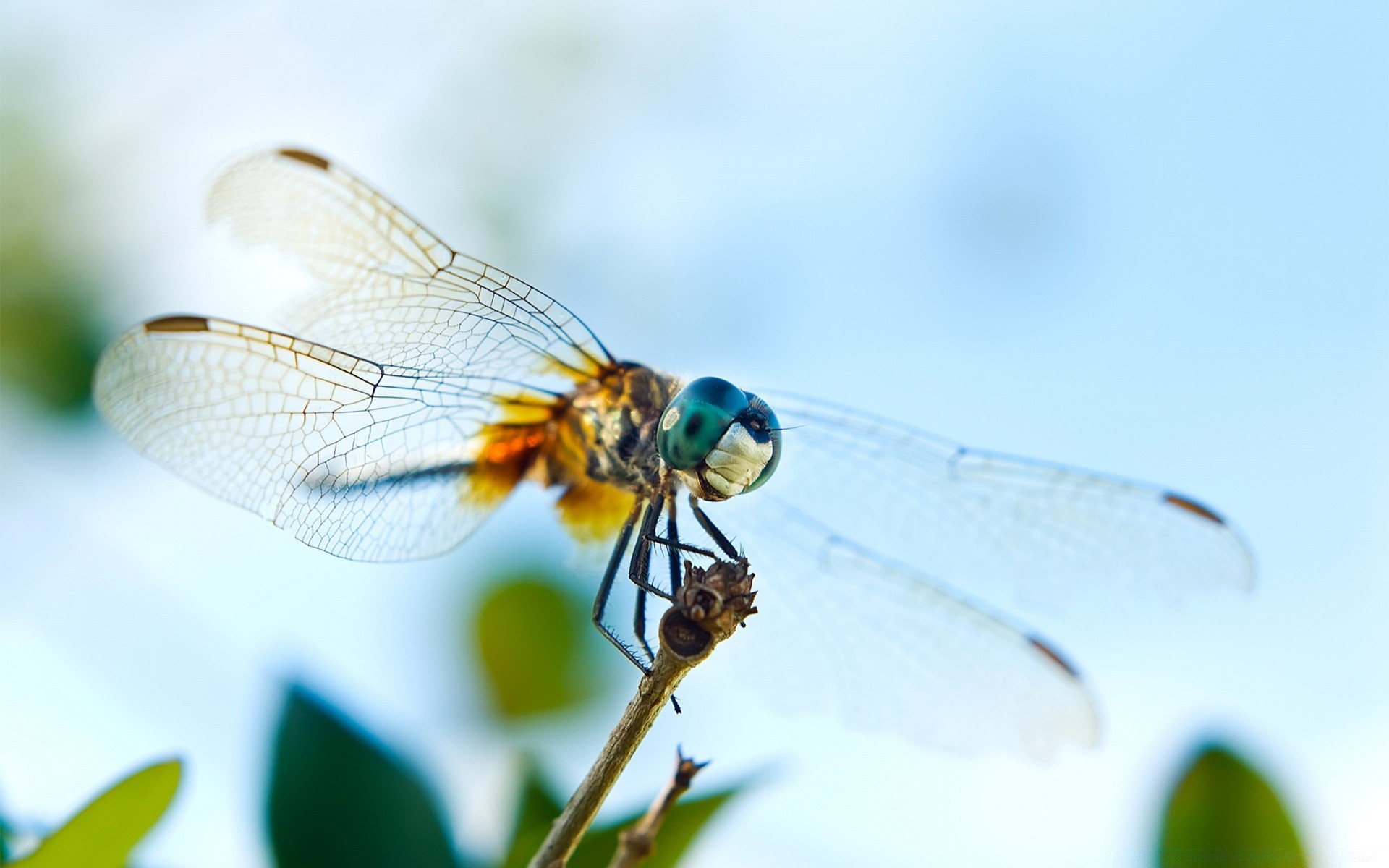 insects insect dragonfly nature fly summer wing wildlife animal outdoors leaf close-up