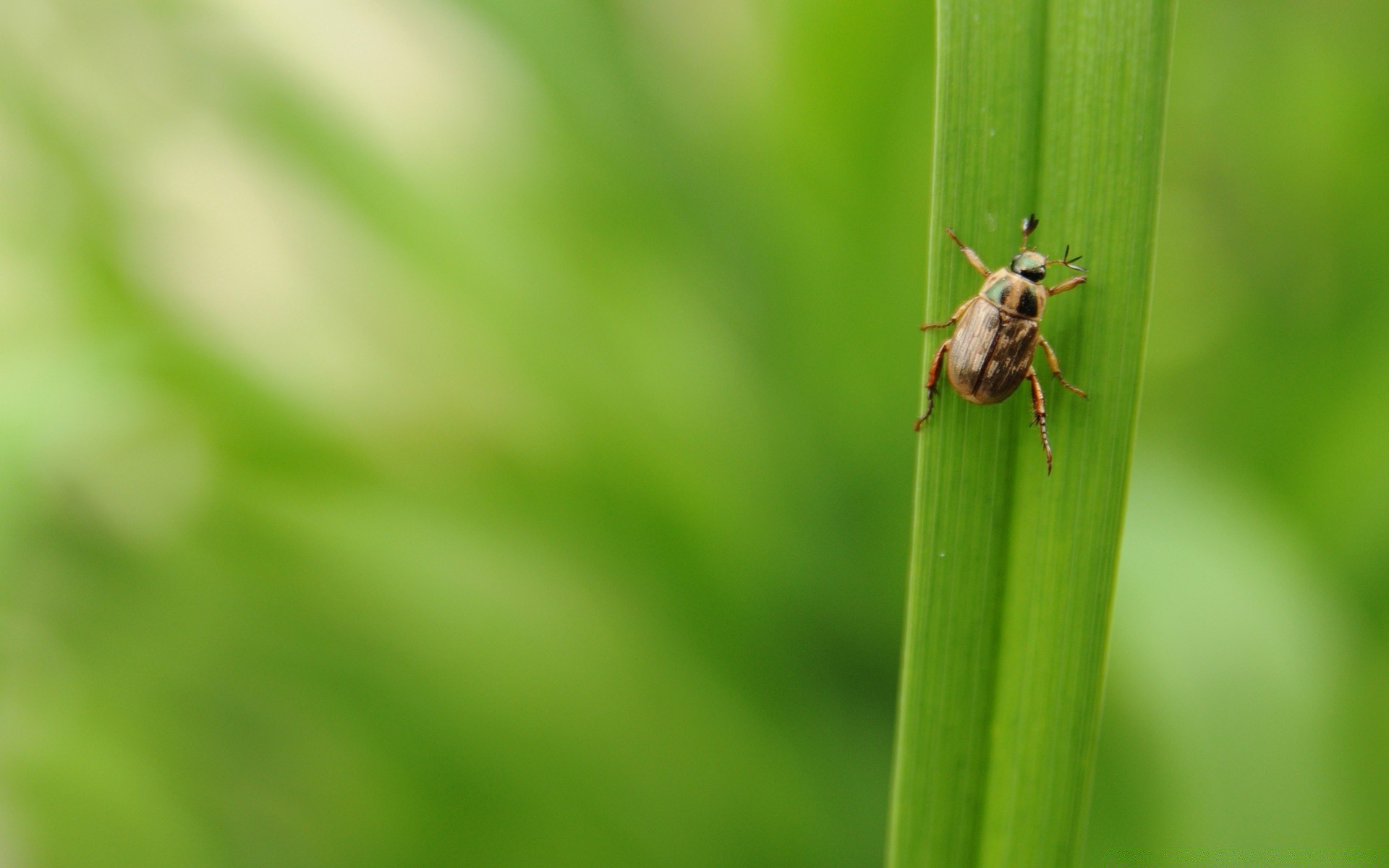 insekten natur blatt insekt tierwelt gras wenig im freien