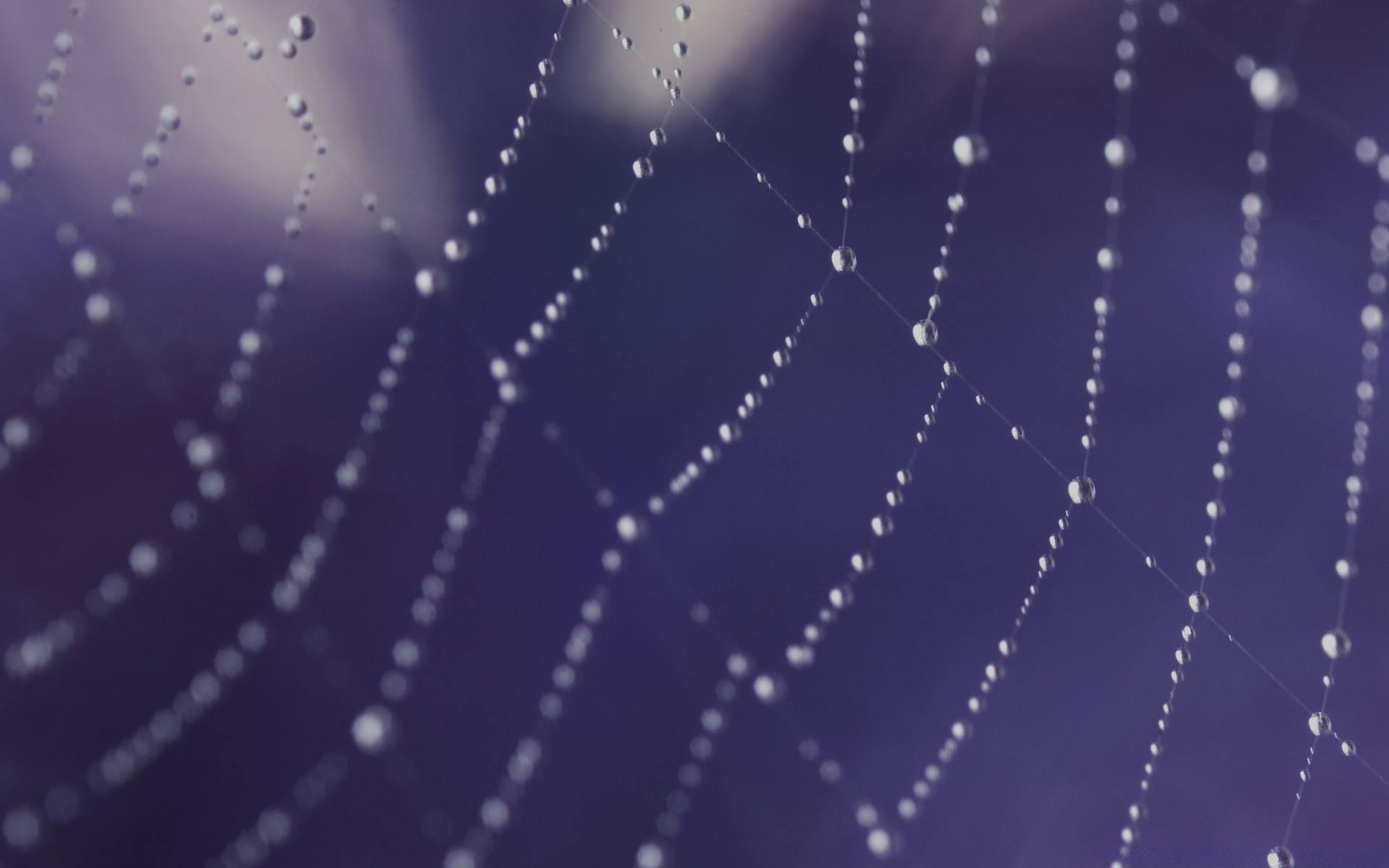 insects spiderweb spider cobweb dew trap intricacy arachnid web waterdrop thread drop connection abstract rain nature light wet dewy