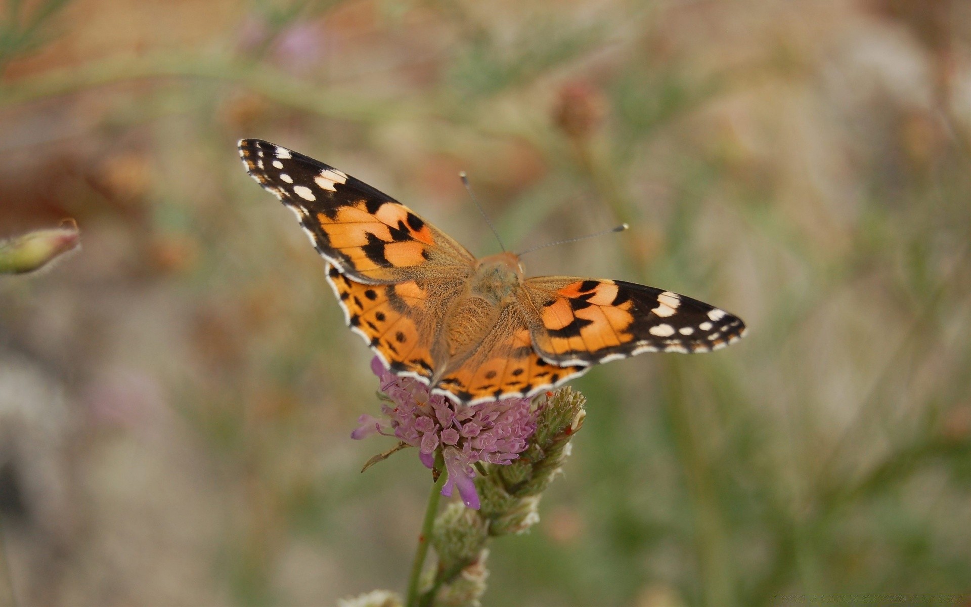 butterfly nature insect wildlife outdoors animal invertebrate wing flower summer wild color garden beautiful flora close-up bright delicate