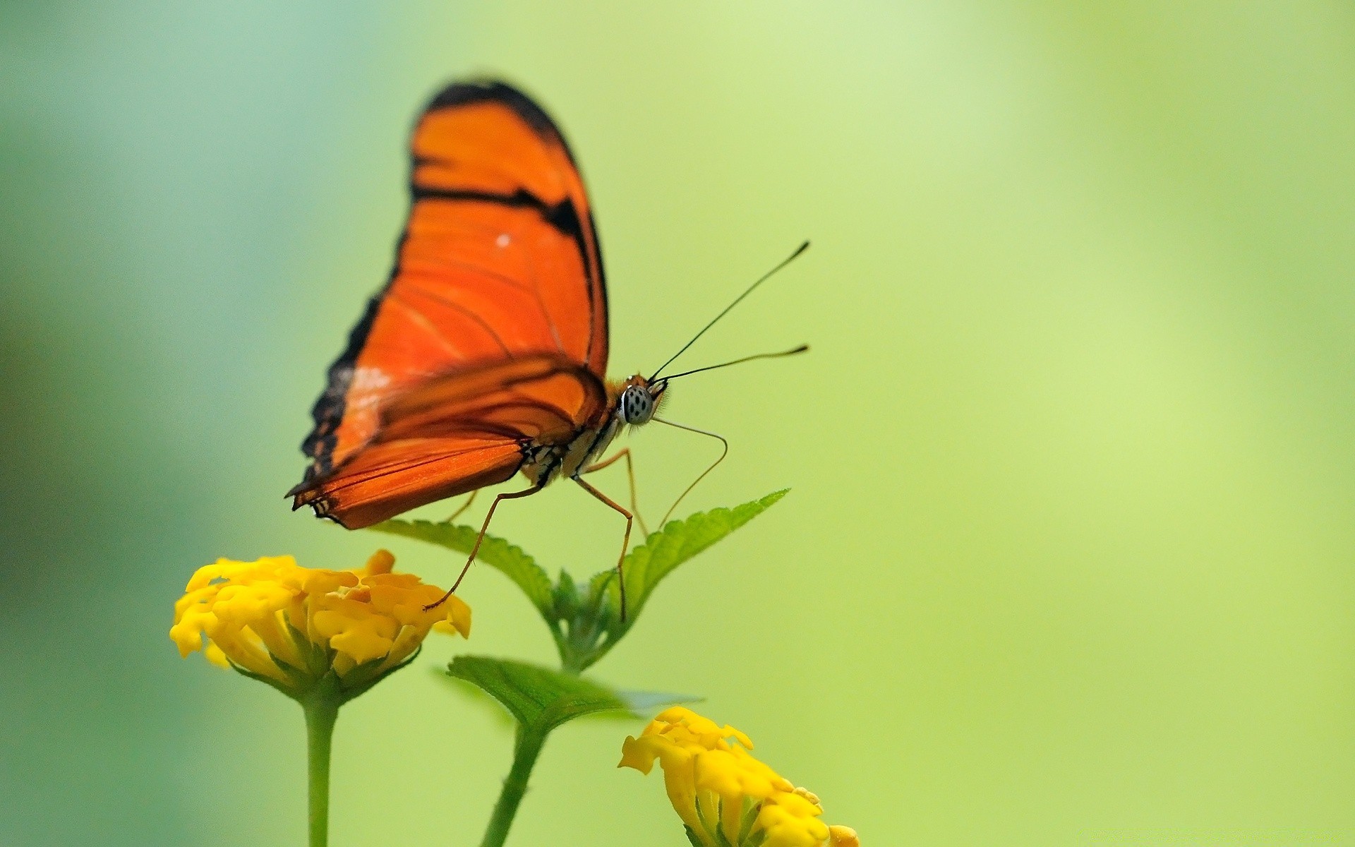 insetos borboleta inseto natureza verão invertebrados ao ar livre vida selvagem flor biologia antena folha