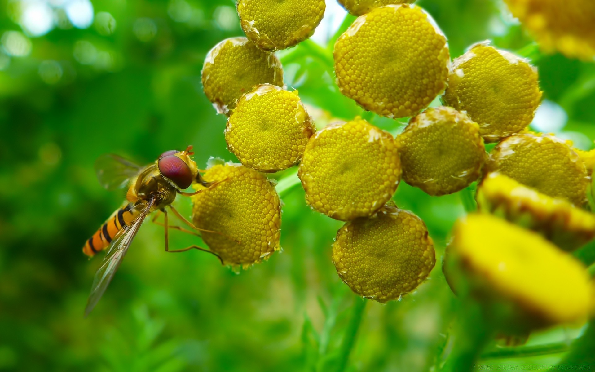 insects nature food flora leaf close-up bee summer garden insect color fruit wild outdoors little healthy flower tree desktop environment