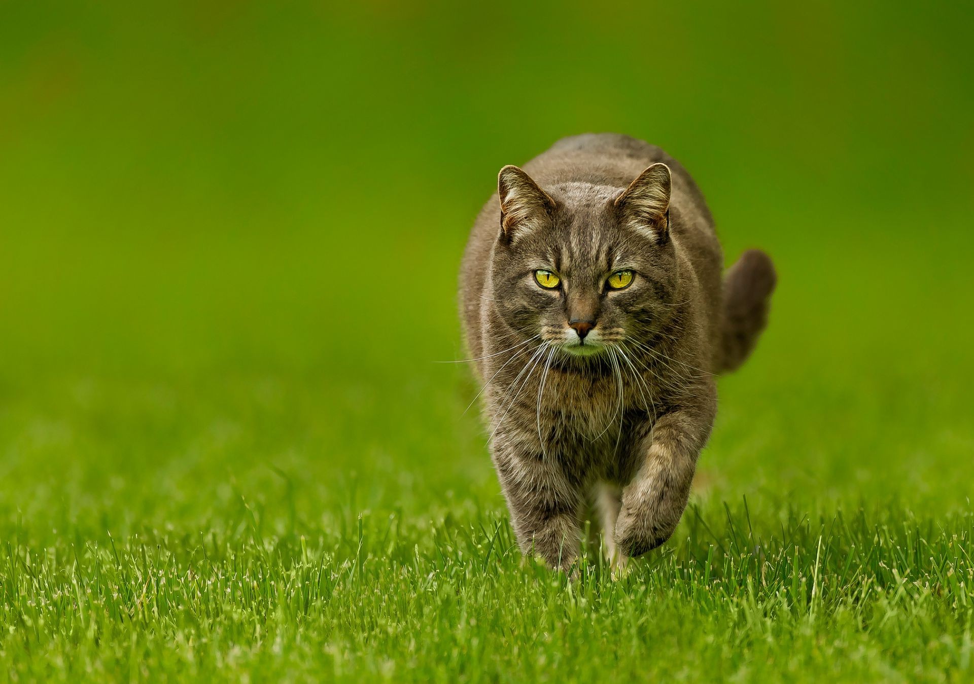 chat herbe animal nature chat mignon champ foin petit oeil chaton fourrure portrait jeune mammifère