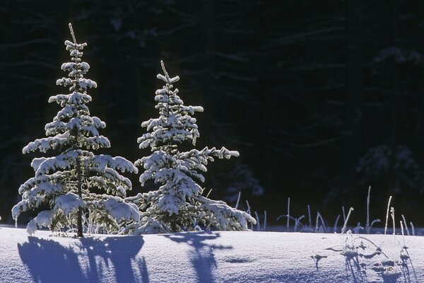 Weihnachtsbäume werfen Schatten auf den Schnee