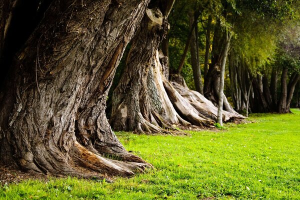 Centuries-old trees green grass