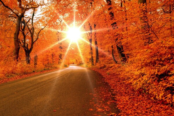 Road. Autumn forest. Sunset