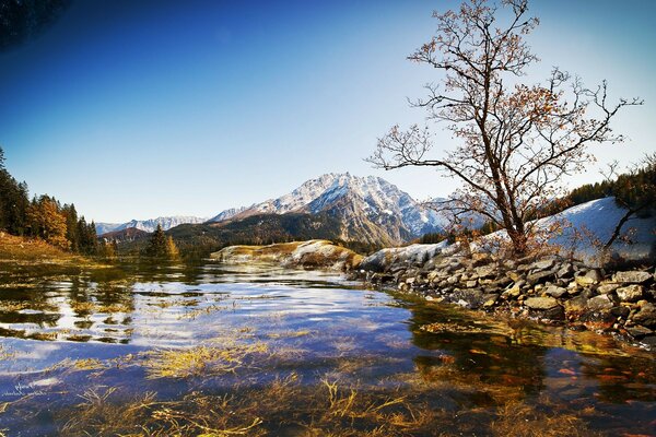 RÍO DE MONTAÑA Y ÁRBOL SOLITARIO