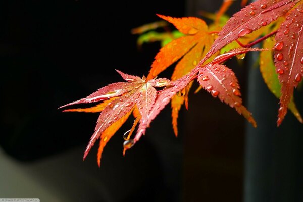 Coloridas hojas de otoño bajo la lluvia