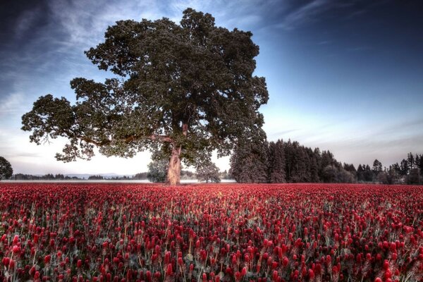 Paisaje campo de flores de tulipán