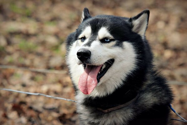 A beautiful dog with his tongue hanging out