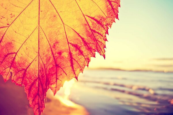 Hoja de otoño en el fondo del mar