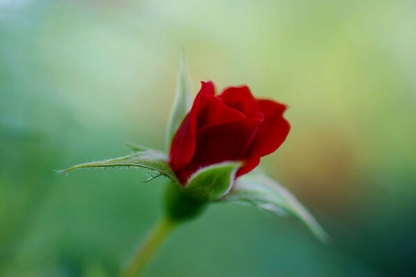 LA ROSA SBOCCIA IN UNA MATTINA D ESTATE