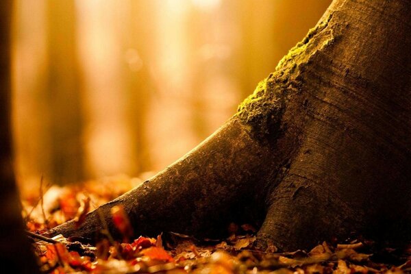 The trunk of a tree in the autumn forest