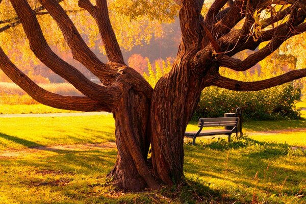 A beautiful spreading tree in a meadow