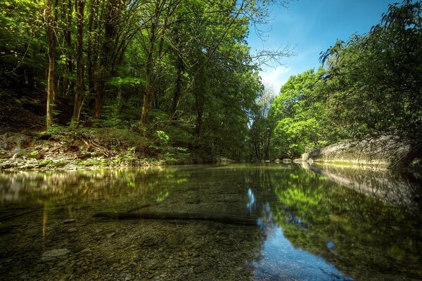 A clear stream in the middle of the forest