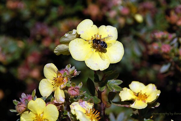 Eine Biene holt Honig von einer Blume ab