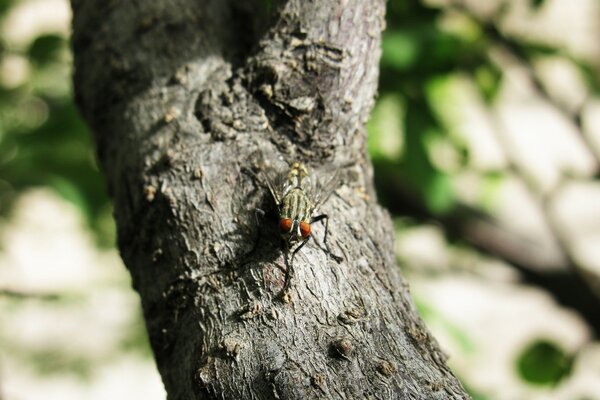 Fliege im Sommer auf einem Baum