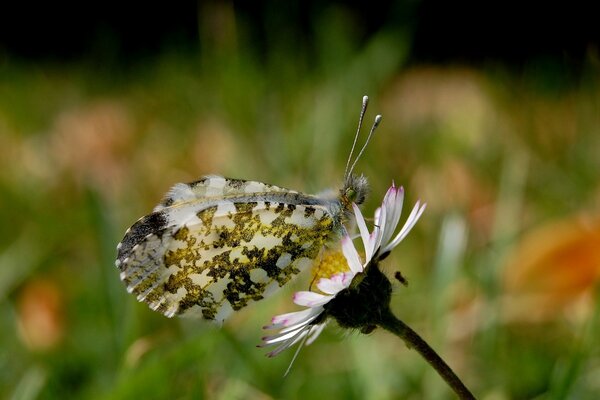 Ein mehrfarbiger Schmetterling sitzt auf einer weißen Blume