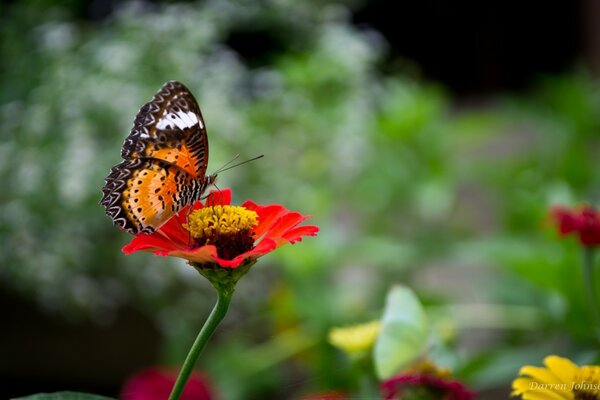 Schöner Schmetterling auf einer roten Blume Nahaufnahme