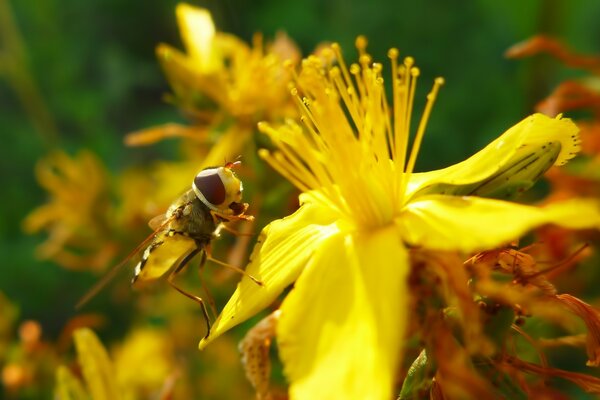 A bee is sitting on a flower