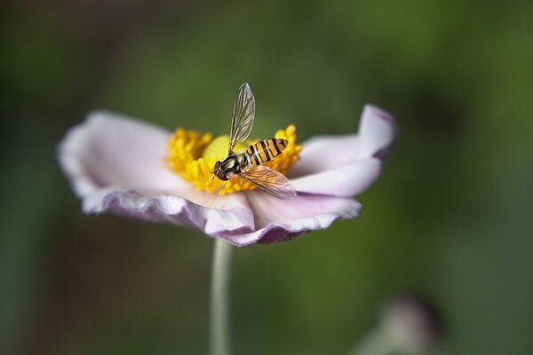 Полосатая муха на цветке крупно