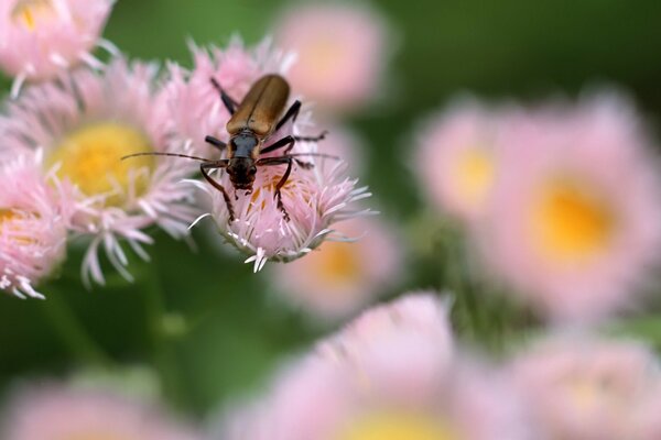 Ein braunes Insekt auf einer rosa Blume