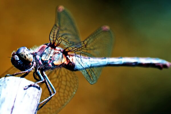 Libellula seduta su un bastone