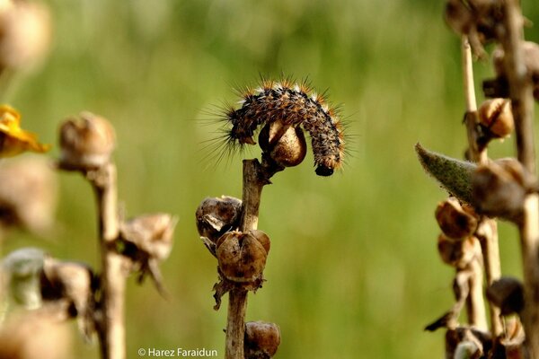 The caterpillar is trying to disguise itself on a flower