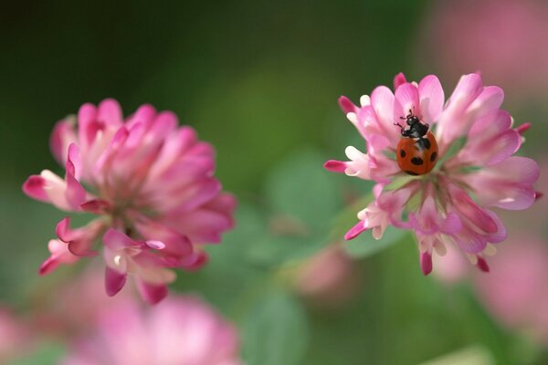 Joaninha em uma flor de trevo rosa