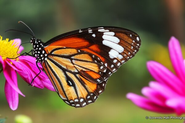 Spotted butterfly on a pink flower