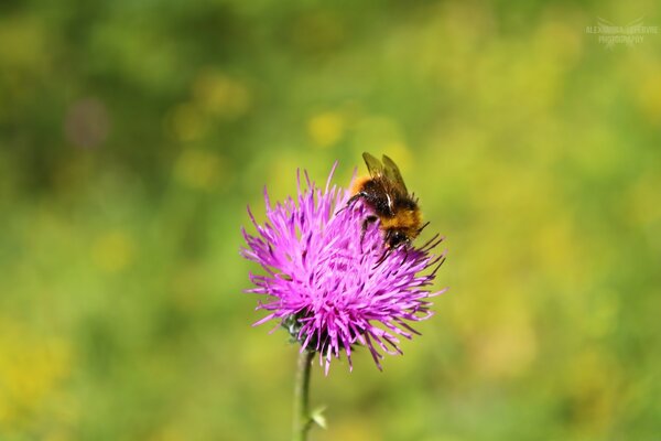 An insect sits on a pink flower