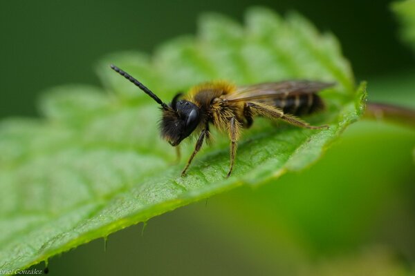 Insects. A worker in the collection of honey