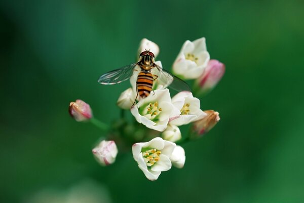 Una abeja se sentó en una flor bajo los rayos del sol