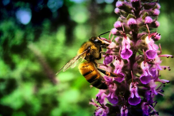 La abeja en la flor recoge polen