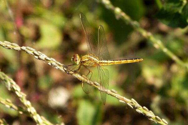 Libellule assise sur une branche