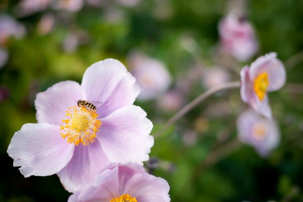 Hoverfly na różowym kwiatku