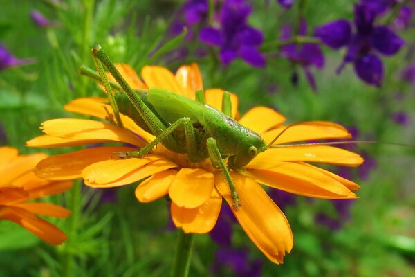 Saltamontes en una flor brillante. Maravillosa naturaleza