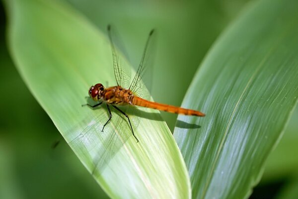 A red dragonfly sits on a wide leaf