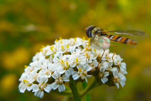 Abeille sur une fleur en été