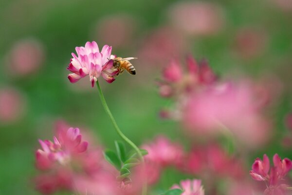 Bee extracts honey from clover